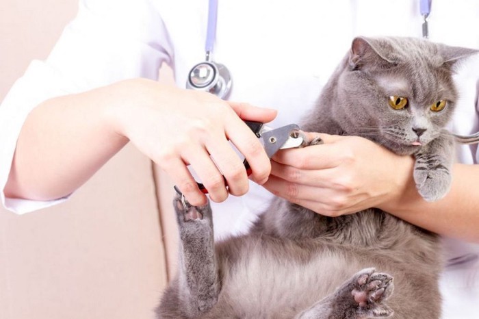 Kedi tırnak kesimi
